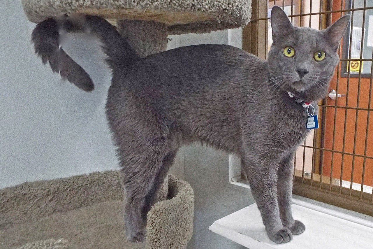 Adopt a Friend: Beauregard